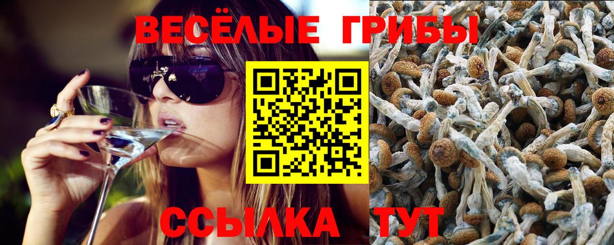 Псилоцибиновые грибы GOLDEN TEACHER  купить наркоту  Гатчина  Галлюциногенные грибы мухоморы 